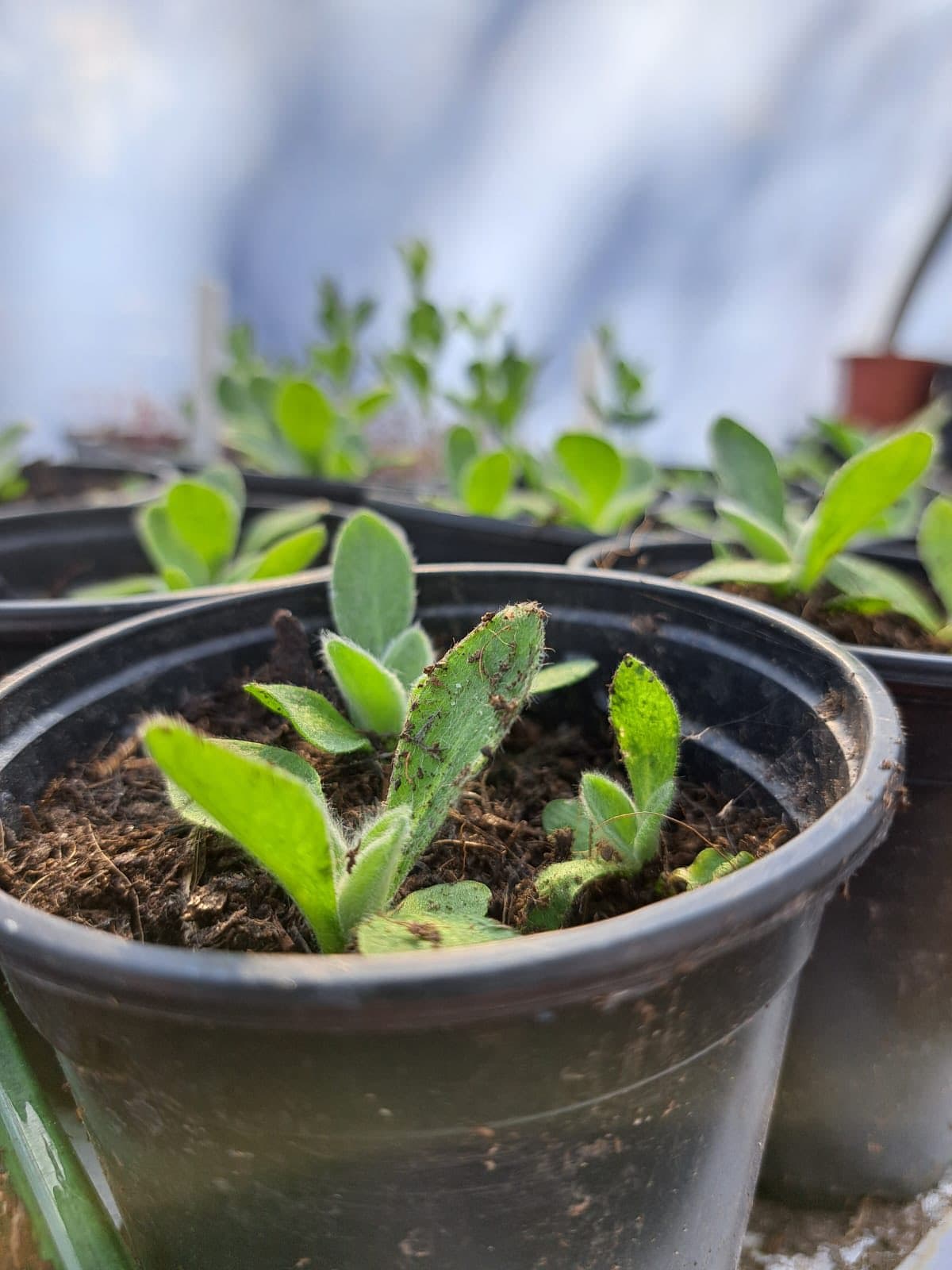Young seedlings growing in pots inside the polytunnel