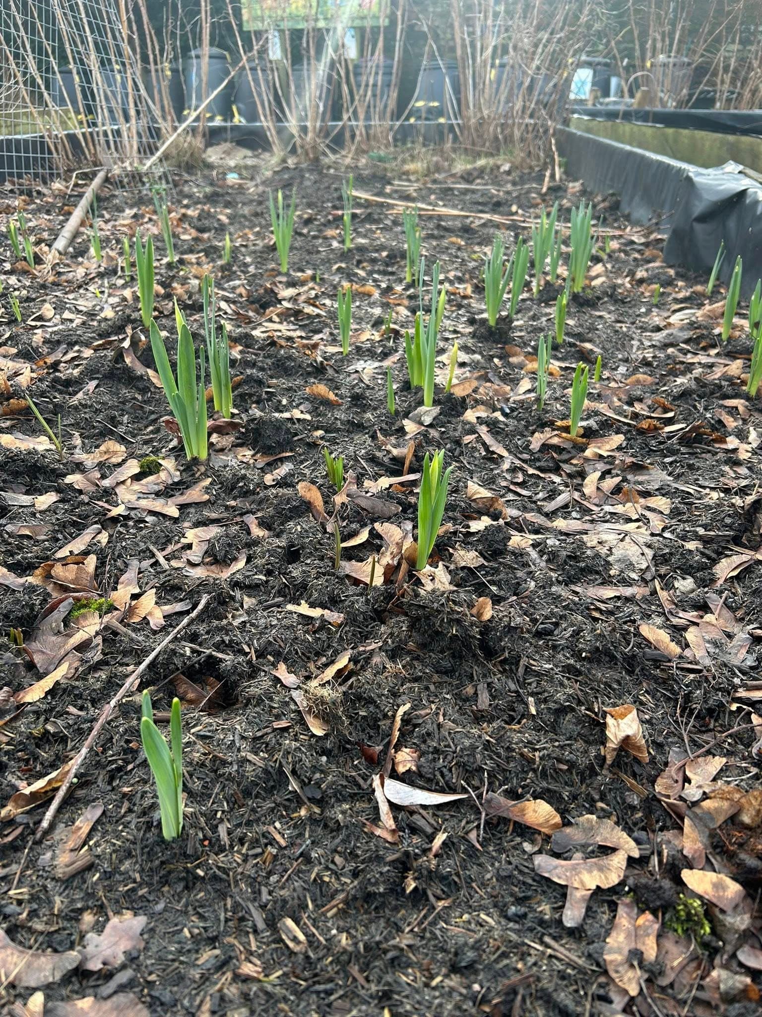 Fresh spring growth appearing in one of the garden beds